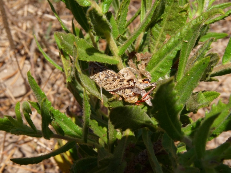 Acrididae in accoppiamento